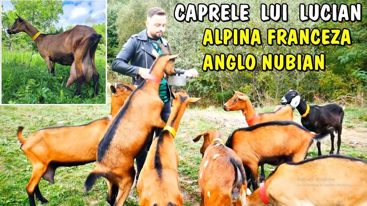 Viața la țară ❗Capre din rasă Alpină Franceză la Lucian din Bălilești - Argeș 🐐🐐