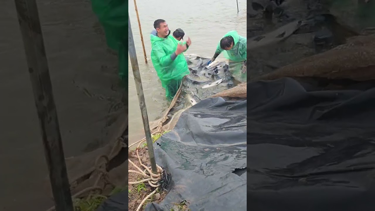 🔴 Cá Câu TV thu hoạch Cá Trắm Đen đẹp cuối tuần cho anh em hồ câu #cátrắmđen #fishingtv #ThủySảnWork
