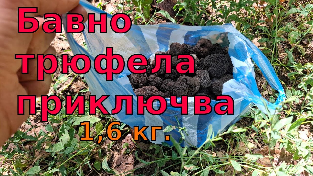 Бавно трюфела приключва