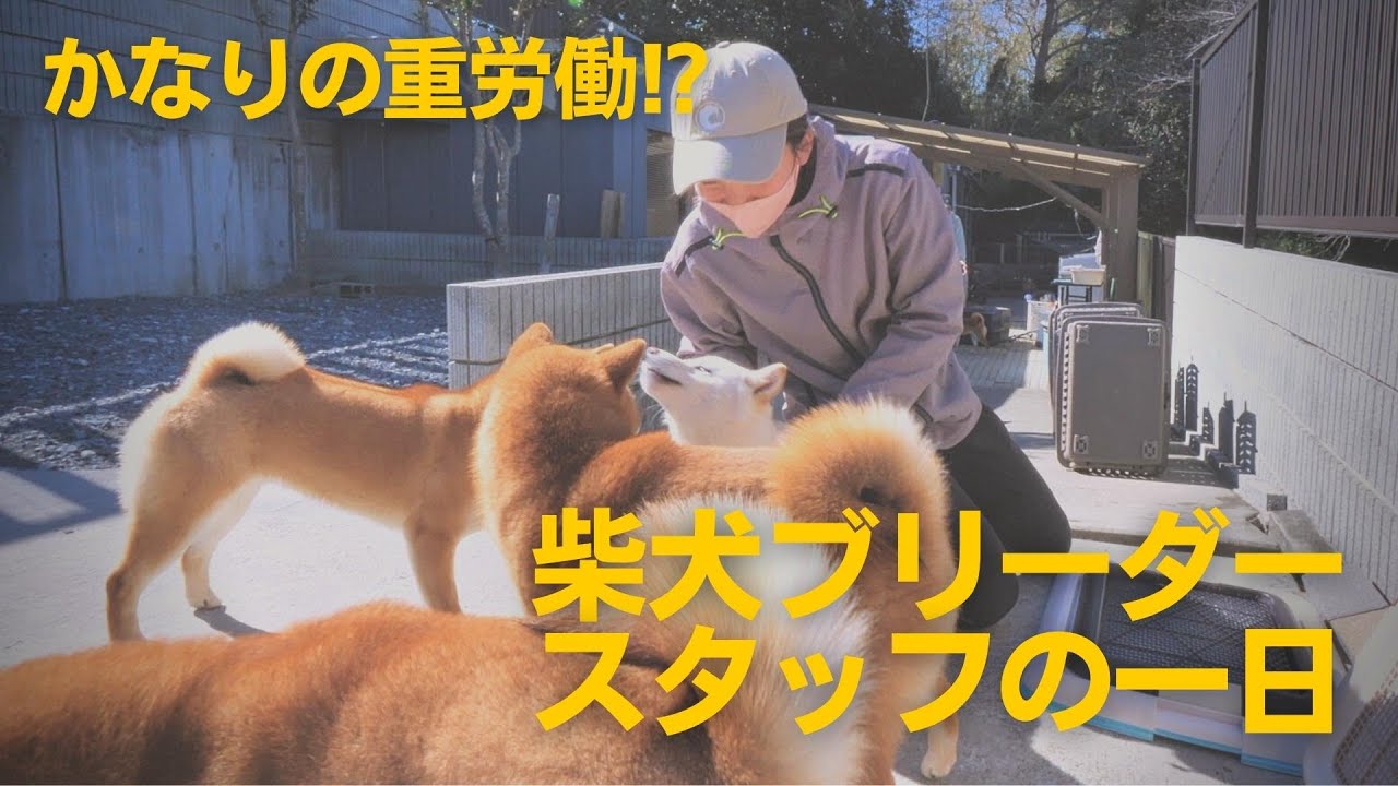 【大変だけど充実感あり！】柴犬豆柴ブリーダー・スタッフの一日に密着【柴犬の実家・芝田荘】