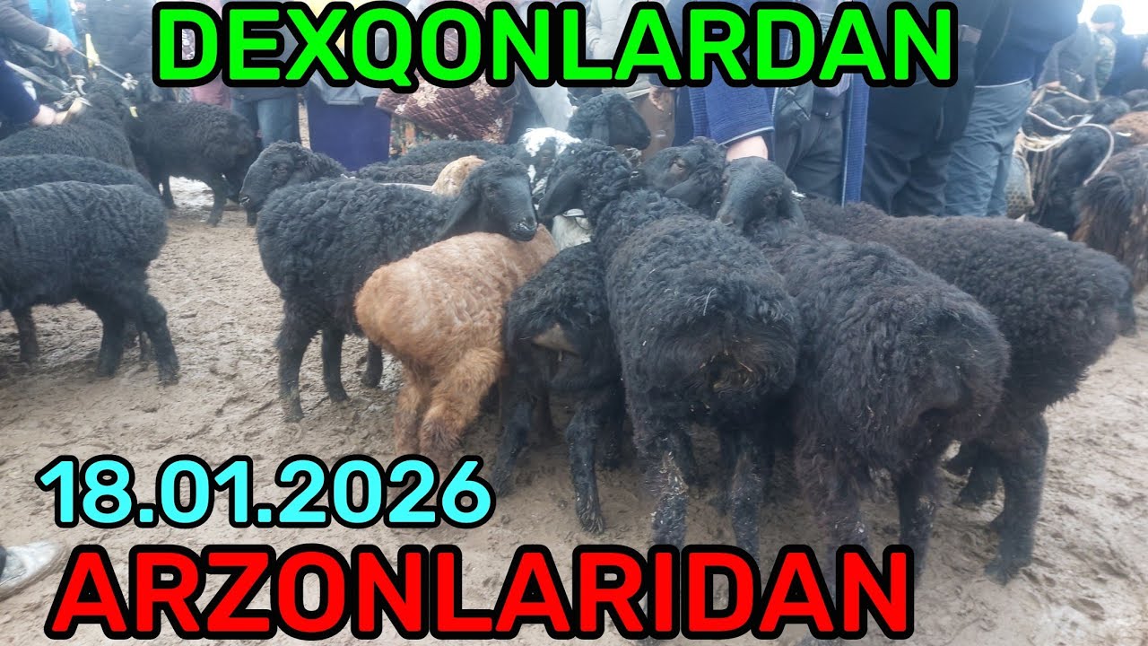 18.01.2026 QUY QUZI QUCHQOR ECHKI NARXLARI DEXQONLARDAN QARSHI KARVON MOL BOZORIDA 