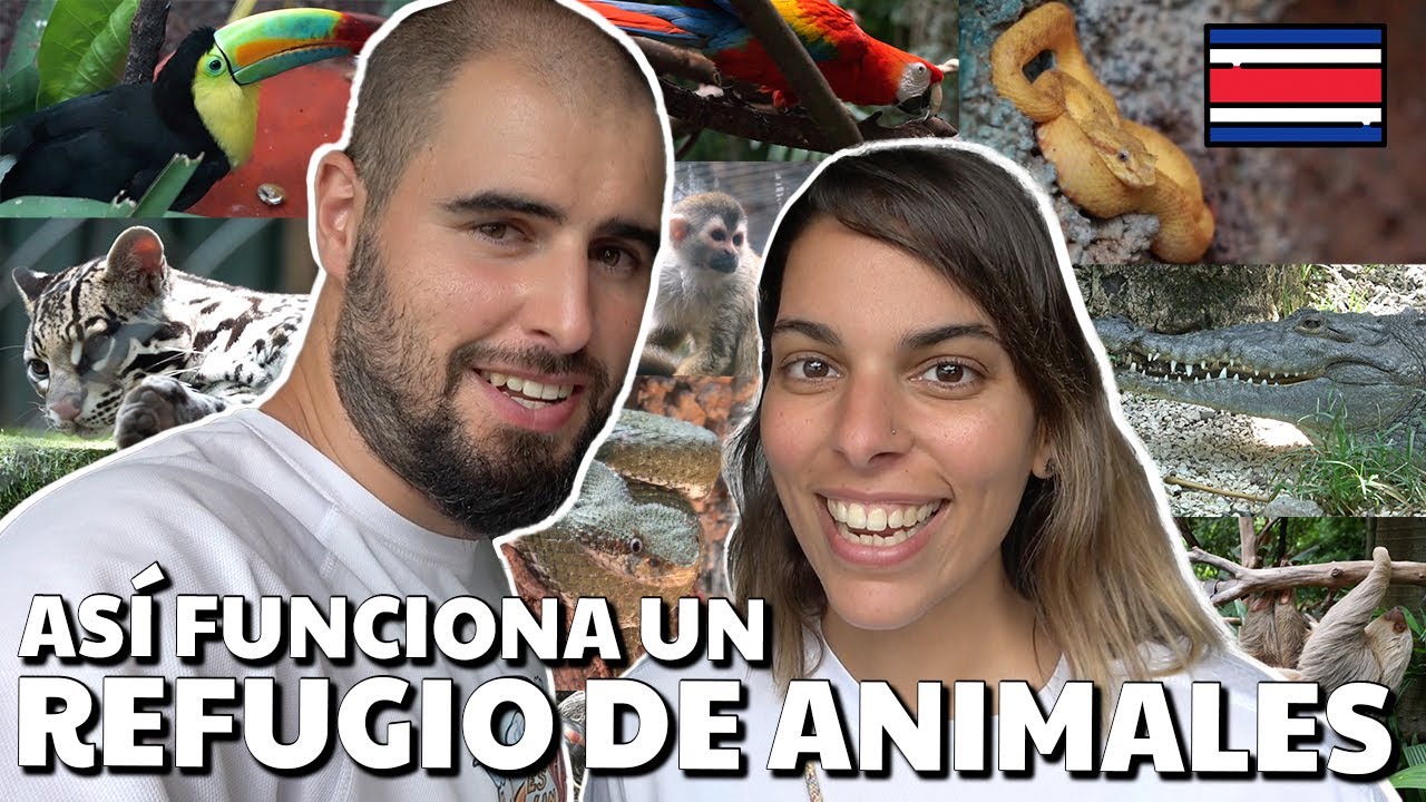 Refugio animal de San José 🇨🇷 Guía de Costa Rica 48