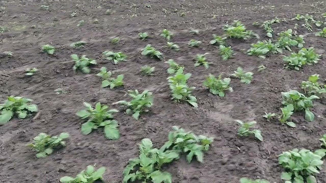 Дожди заливают!!! Как огород?