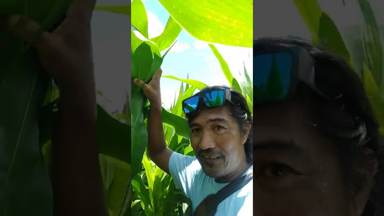 1 hectare 3 variety ng mais, alin ba ang maganda? healer 101, decalb o pioneer 3585.
