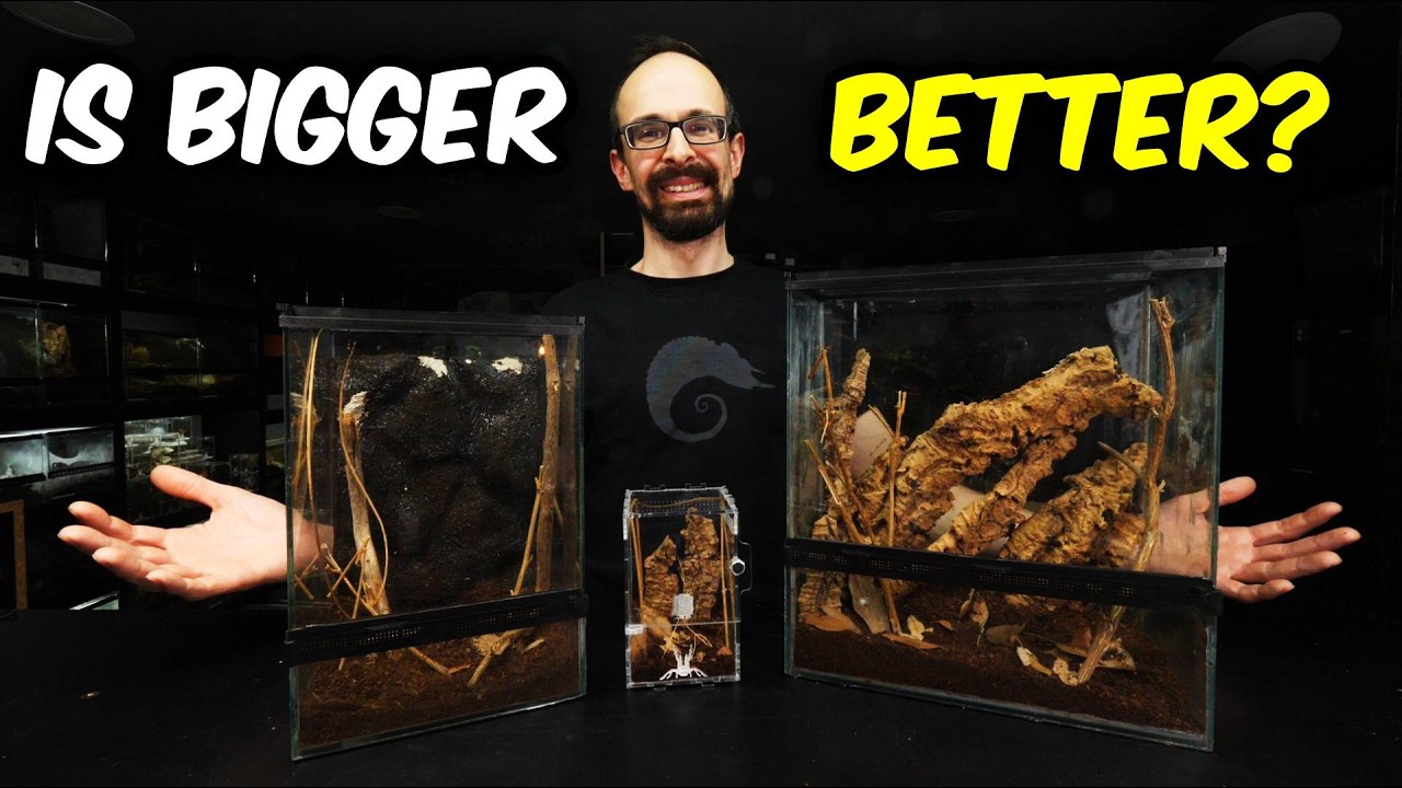EXPERIMENT DAY! Different SETUPS for same SPIDERS