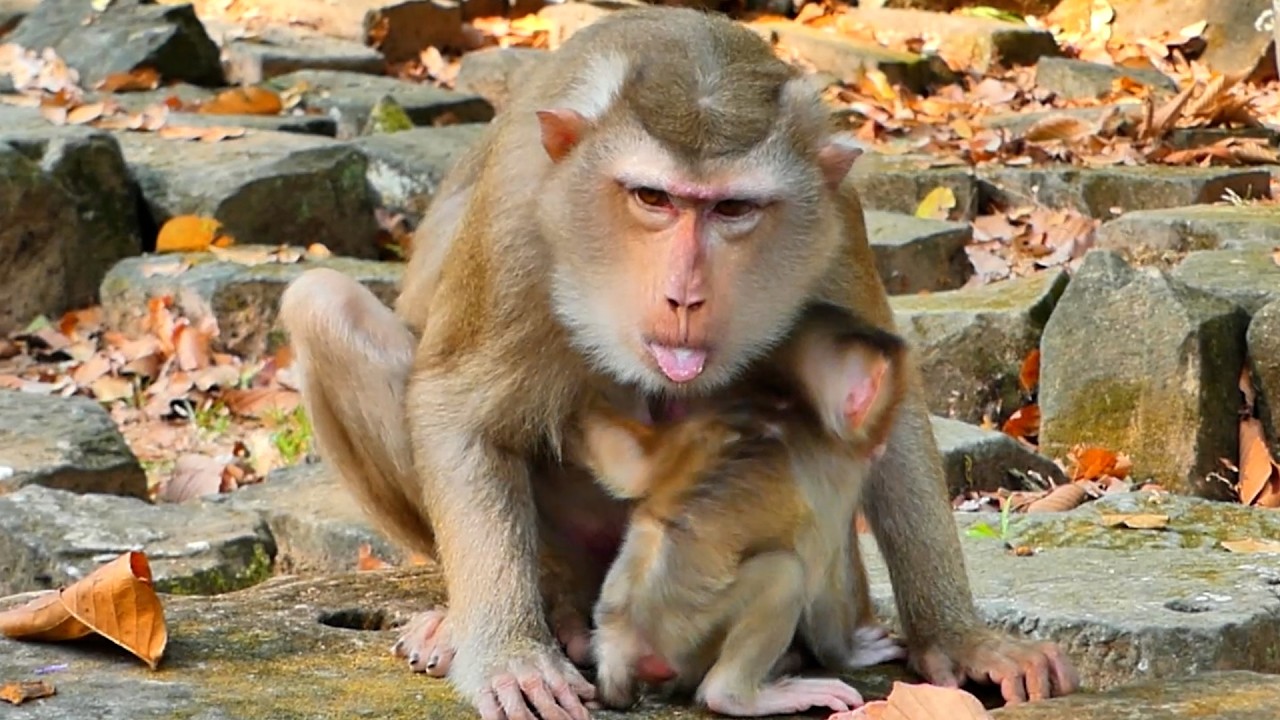 What Happens When a Nursing Mom Loy and Pregnancy Libby  Monkey Eats the Wrong Food?