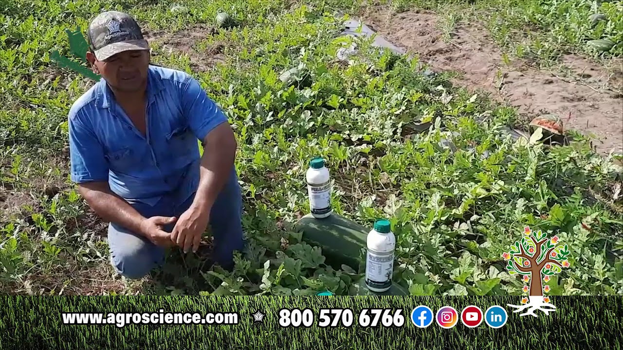 Cómo Conseguir Altos Rendimientos en Sandía 800 y 840 Sin Pesticidas