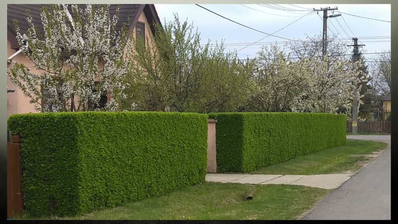 Télizöld fagyal (Ligustrum ovalifolium) - videó képekben