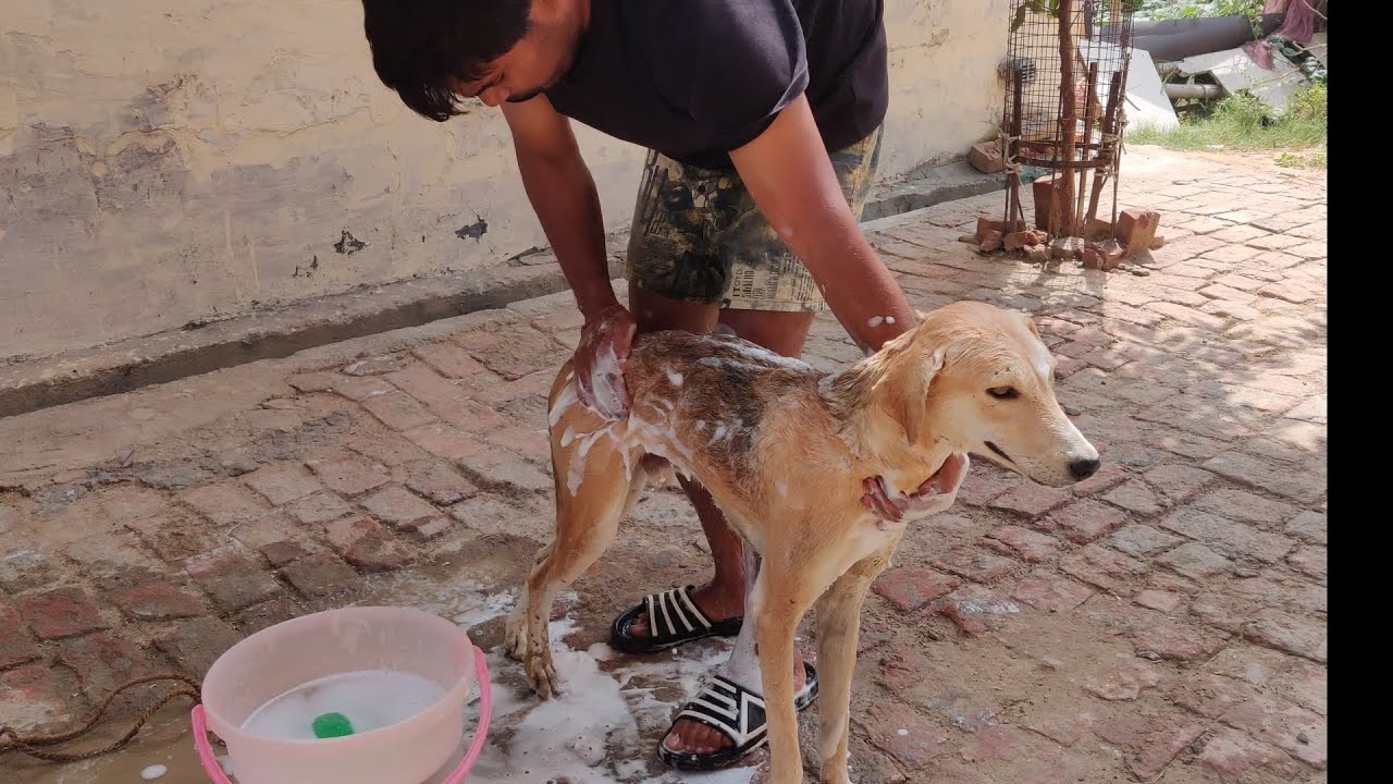 #cute 🙏😋Desi Dog🐶🐕 follow mi #youtubeshorts #trending #youtube #viralvideo #funny #fun