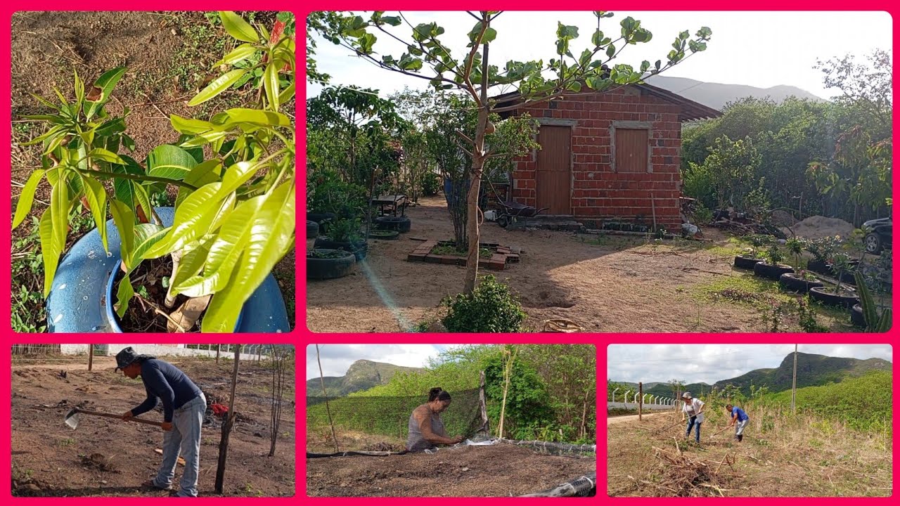 Dia de limpeza/plantando feijão/ Milho/ coentro/tudo verdinho com folhagens novas.