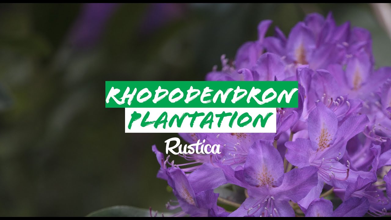 Réussir la plantation d'un rhododendron