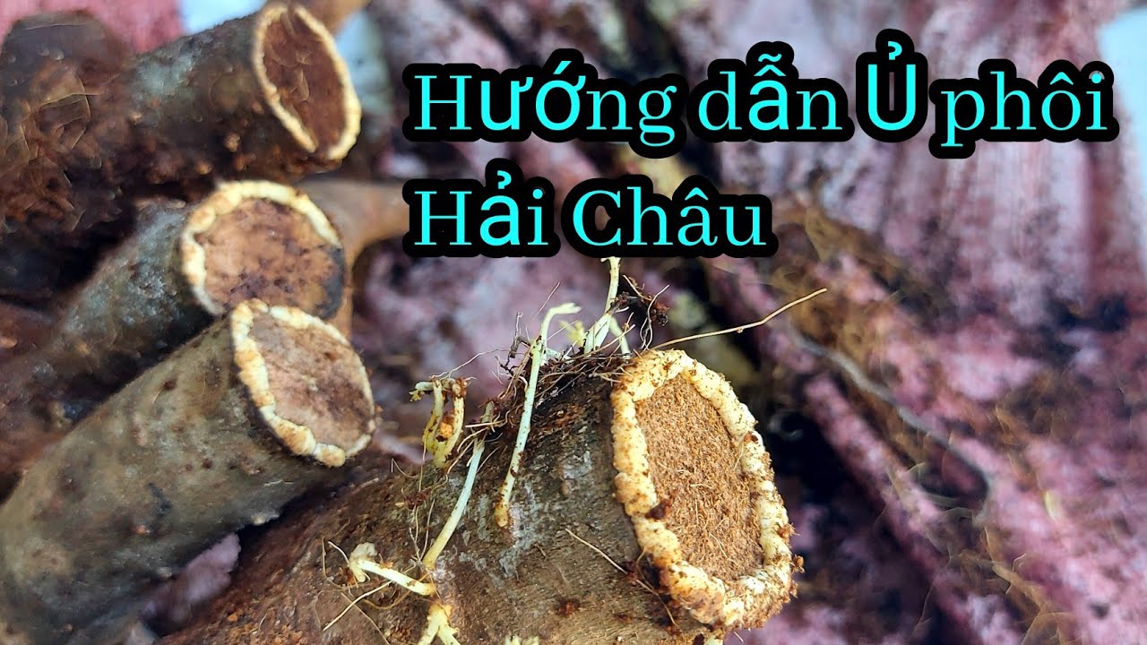 21/7/2023, Hải Châu, Cách Ủ phôi Hải Châu, Hướng dẫn Ủ phôi Hải Châu