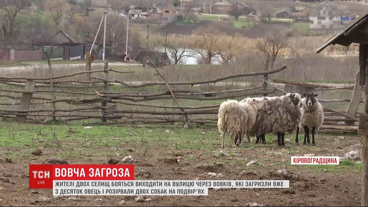 Жителів двох сіл у Кіровоградській області тероризують вовки