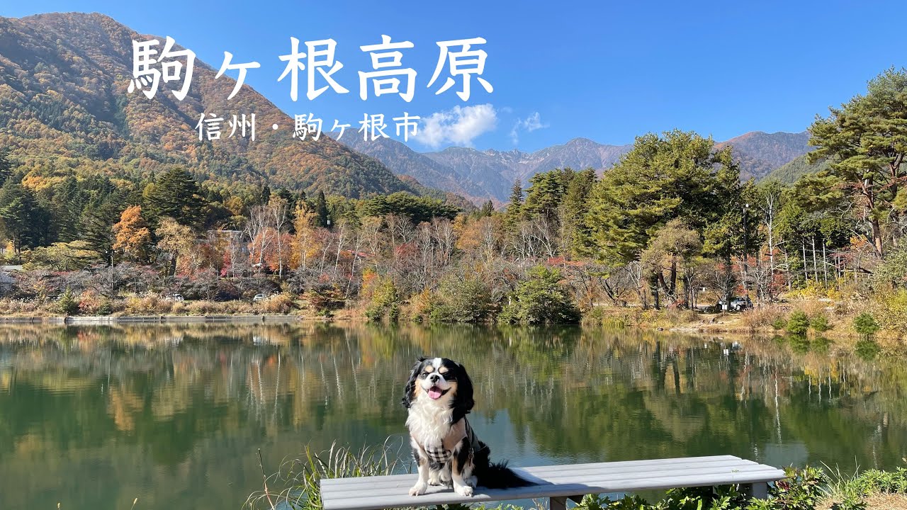 【犬と歩く信州】三段紅葉の駒ヶ根高原さんぽ / 光前寺 / 明治亭 / すずらんハウス