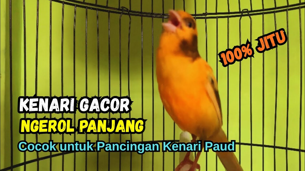 Kenari gacor NGEROL PANJANG cocok untuk PANCINGAN KENARI PAUD bikin BURUNG KENARI GACOR PANJANG