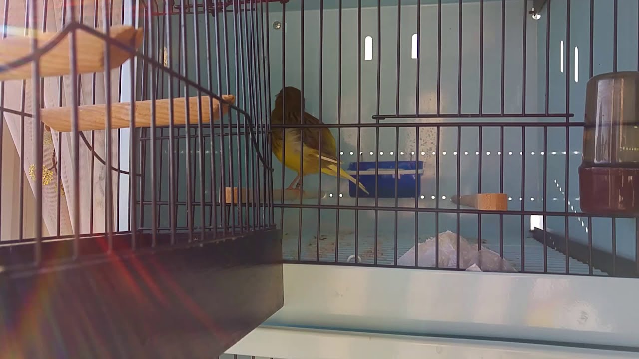 Border Canaries  2019 Season - New Cage Setup