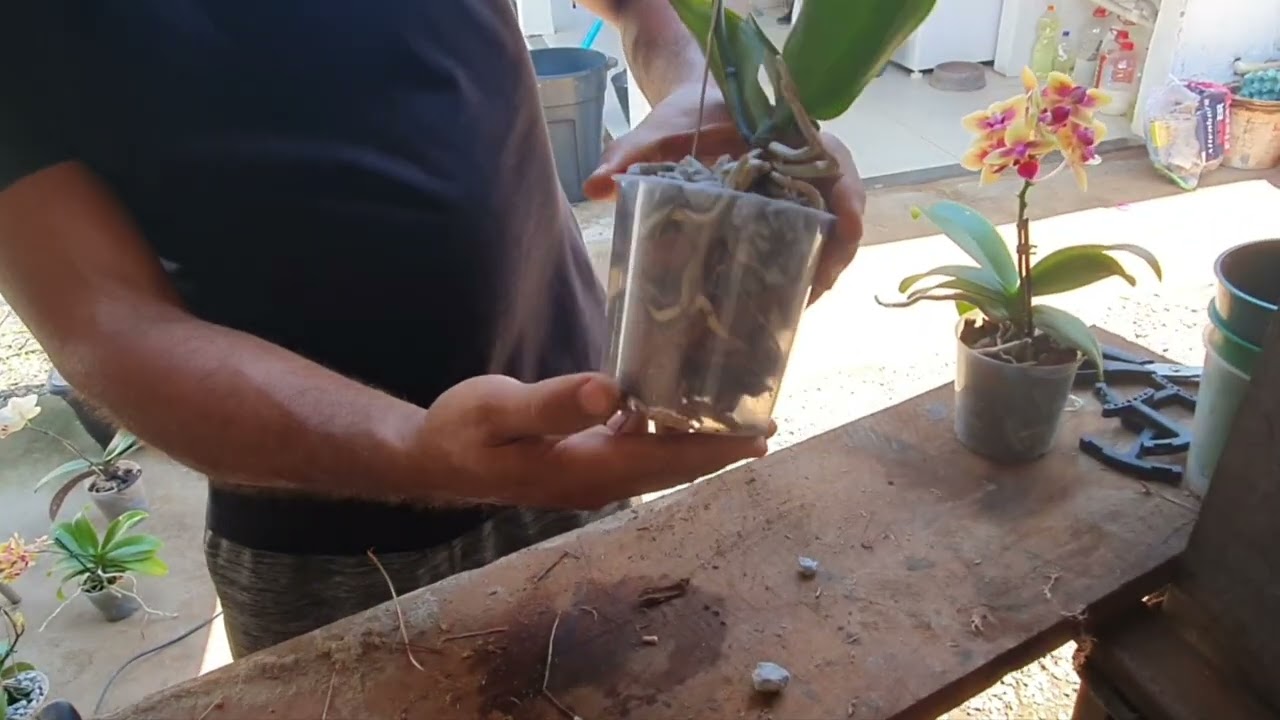 Mais replantes das phalaenopsis 