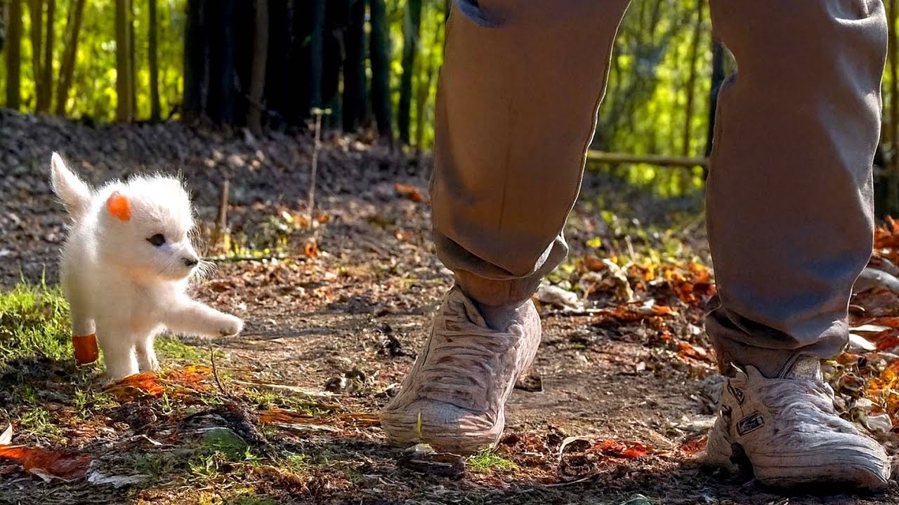 Лисичка 🦊 потеряла маму, и теперь этот смелый малыш растёт вместе с нами. 🦊🥰😘❤