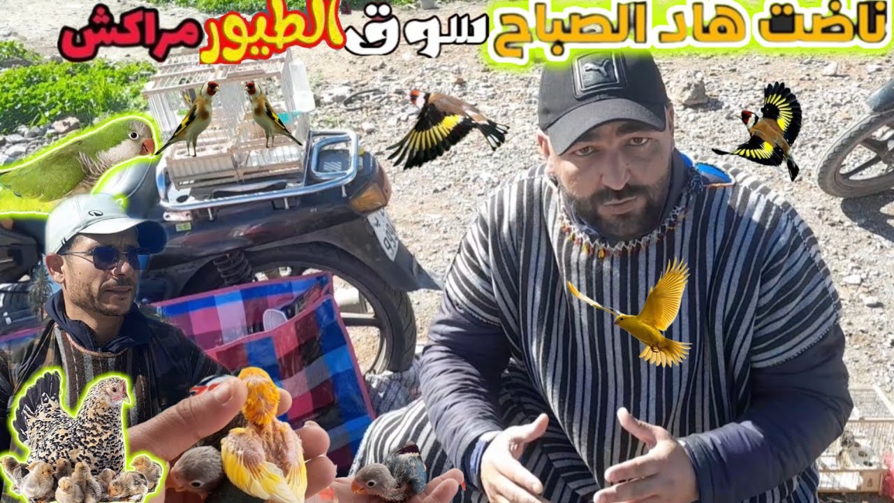 سوق الطيور والحيونات بمراكش أجيو تشوف تمن الحسون والكوكتيل والفيشر دريساج ناضت هاد الصباح جديد 2026