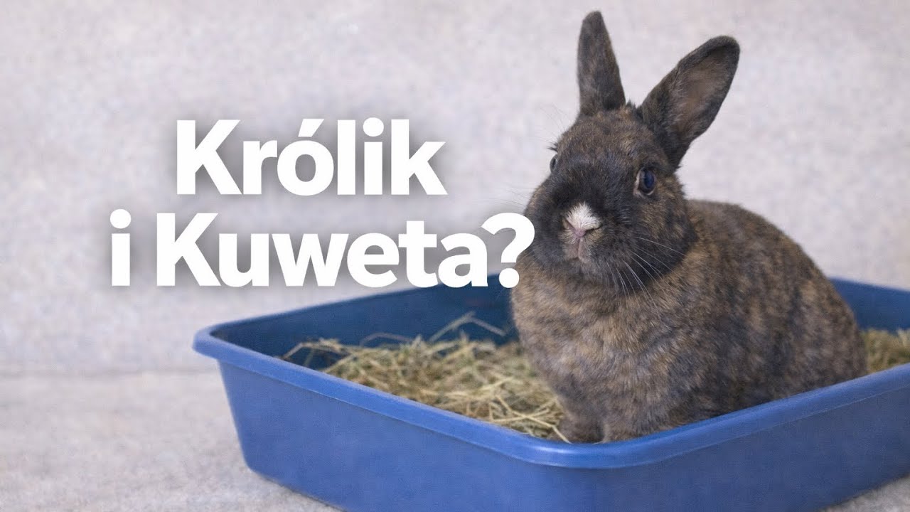 TYLKO W TEN SPOSÓB NAUCZYSZ KRÓLIKA KORZYSTAĆ Z KUWETY! 🐇🐰