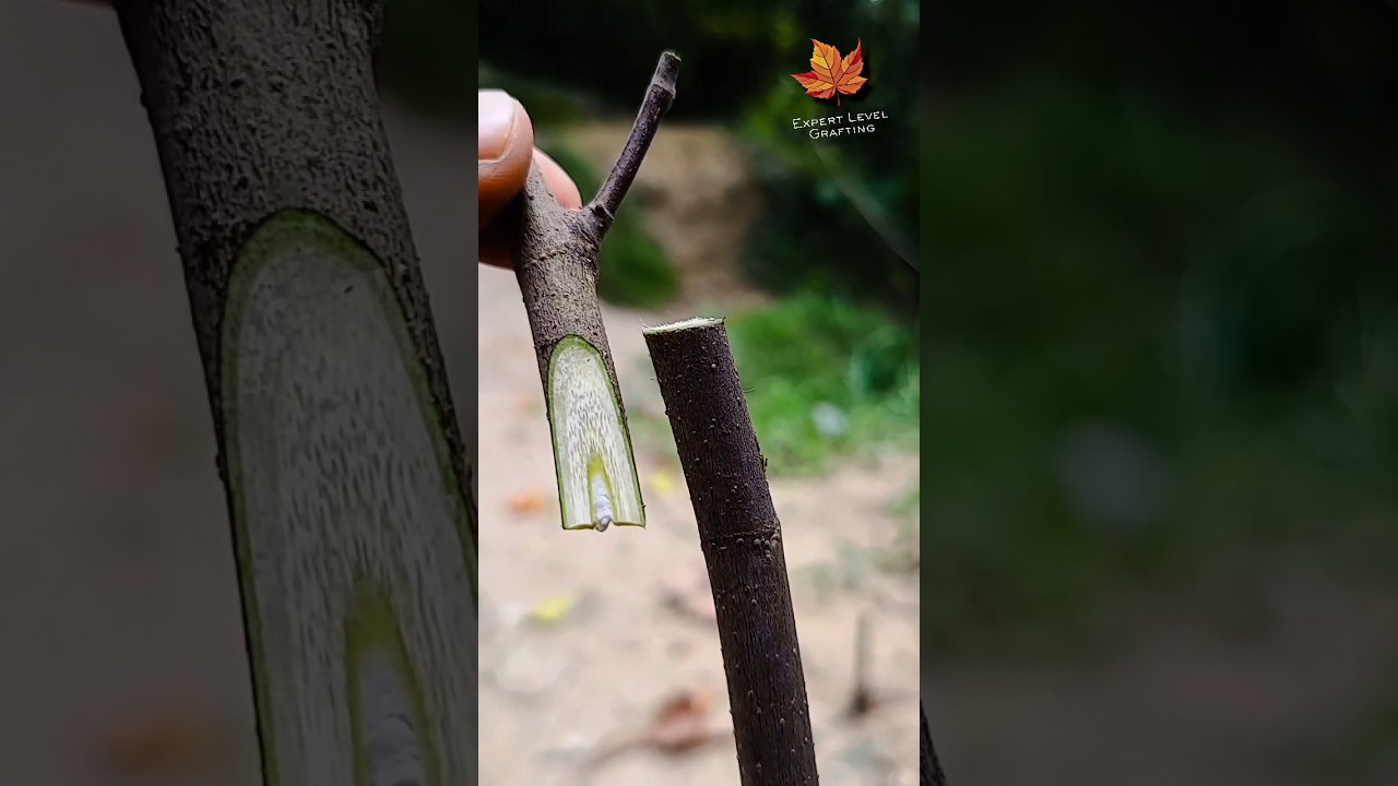 Fig grafting rich and helpful very easy methods| fruit tree grafting sweet.