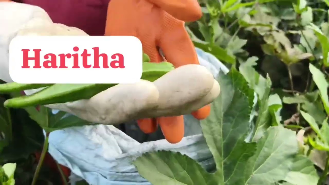 Assure seeds HARITHA 📞9963924488#apfarmers #apfarmers #tsfarmers #farming #agriculture #farmer #og 