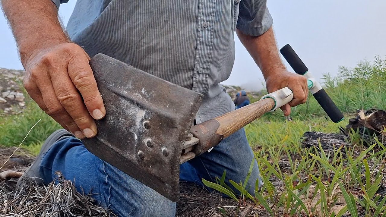 Using a home-made, folding hoe to weed out hundred of Port Jackson sprouts as we hack a path