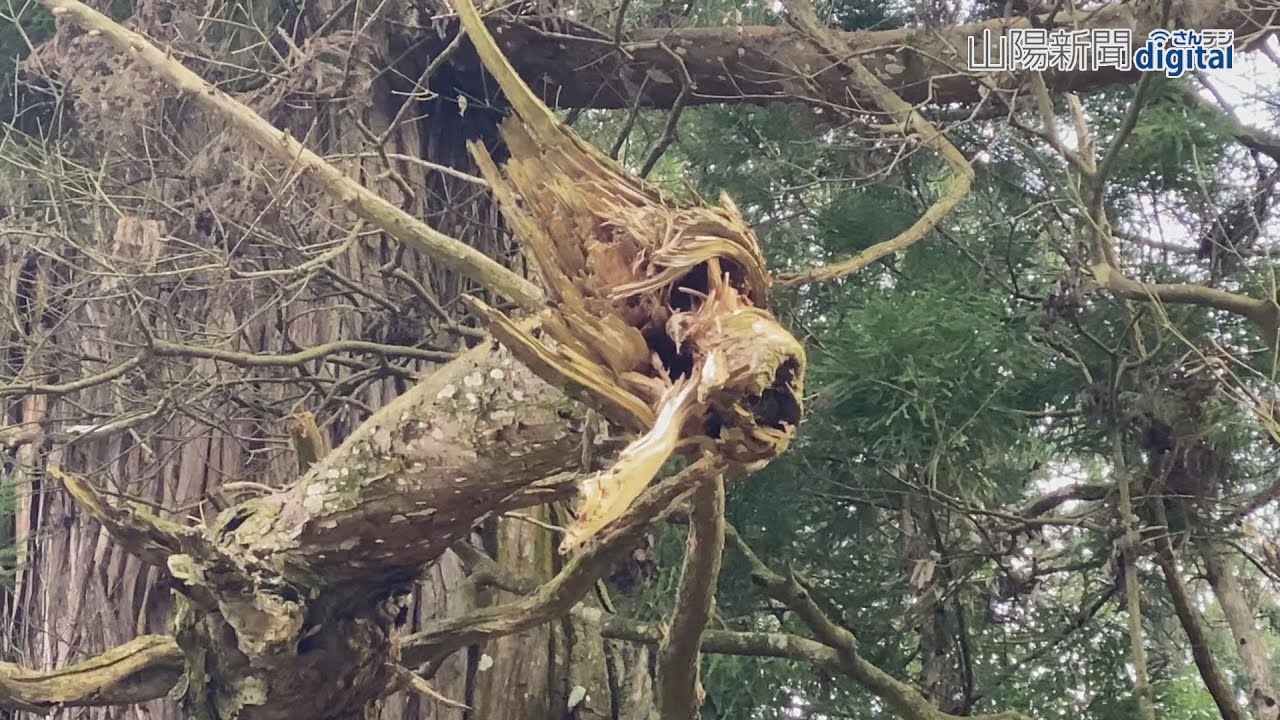 ご神木から来年のえと「龍」出現　真庭・高岡神社が話題に