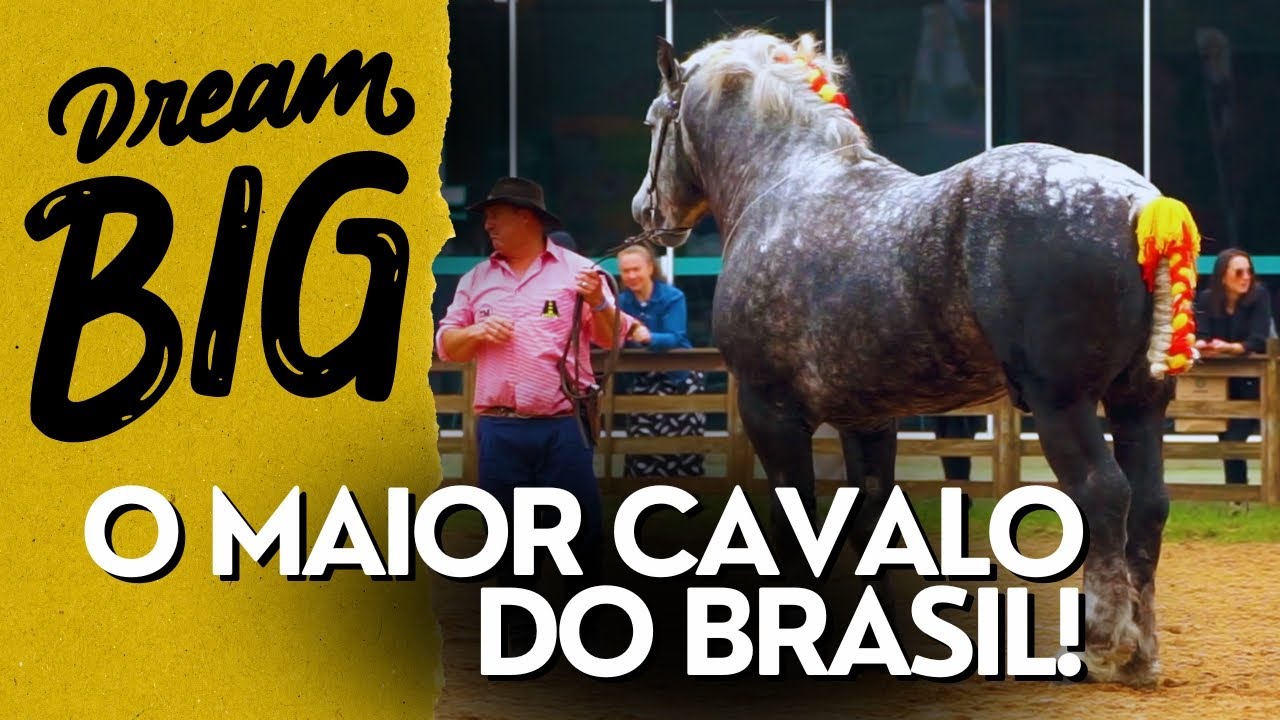 O cavalo Percheron mais alto e mais pesado do Brasil!