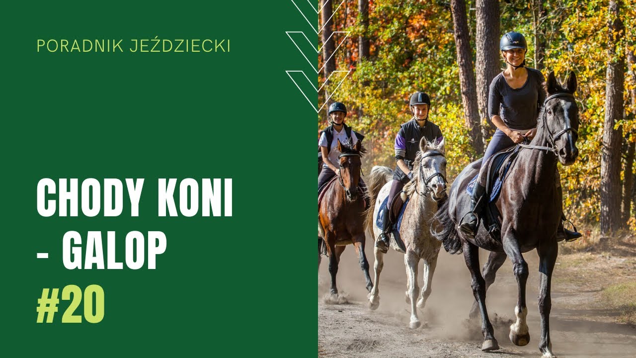 GALOP - chody konia | Poradnik jeździecki #20