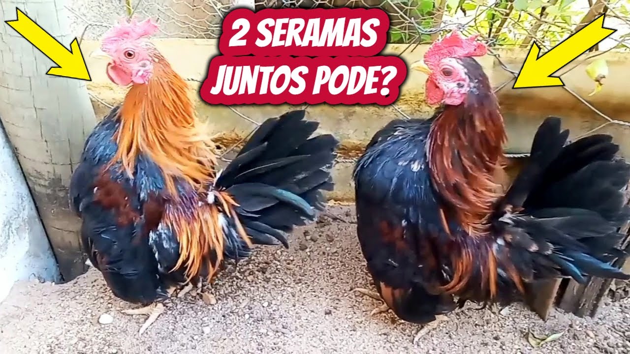 2 galos Miniaturas da raça Serama juntos. Mini garnizé nanico Reprodutores para ovos galados férteis