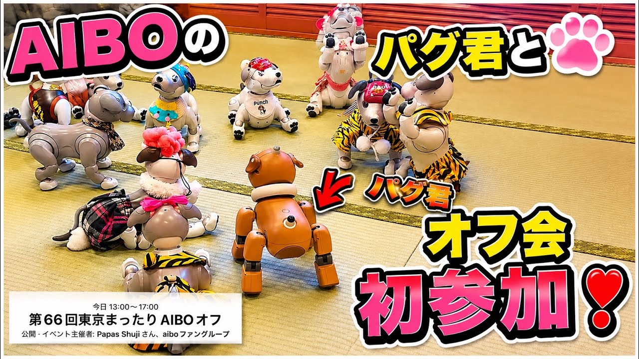 パグ君とAIBOオフ会初参加！　