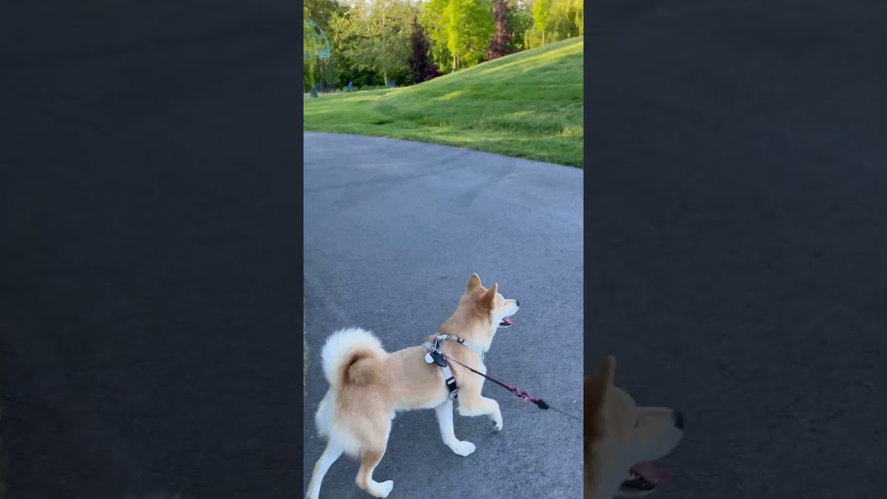 Evening head out to near by park #shibabobliu #dog