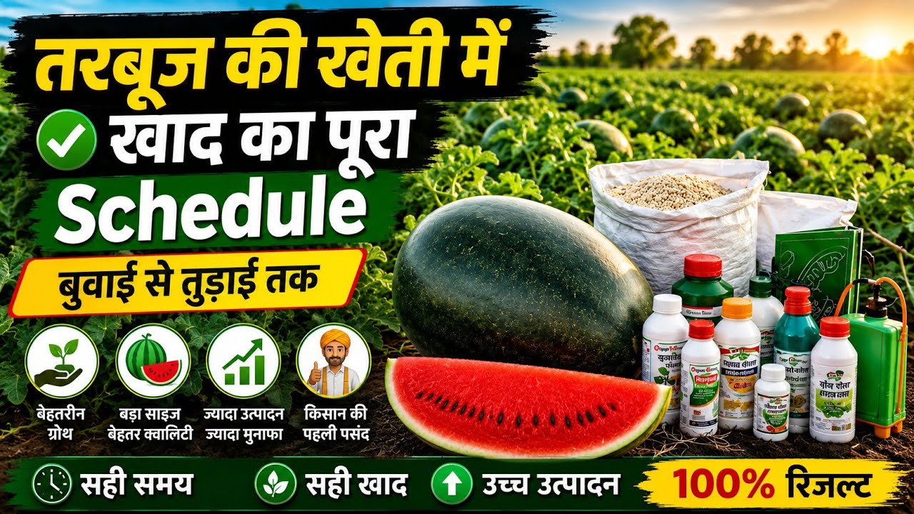 Tarbuj Fertilizer Schedule Jo Farmer Chhupate Hain 😱