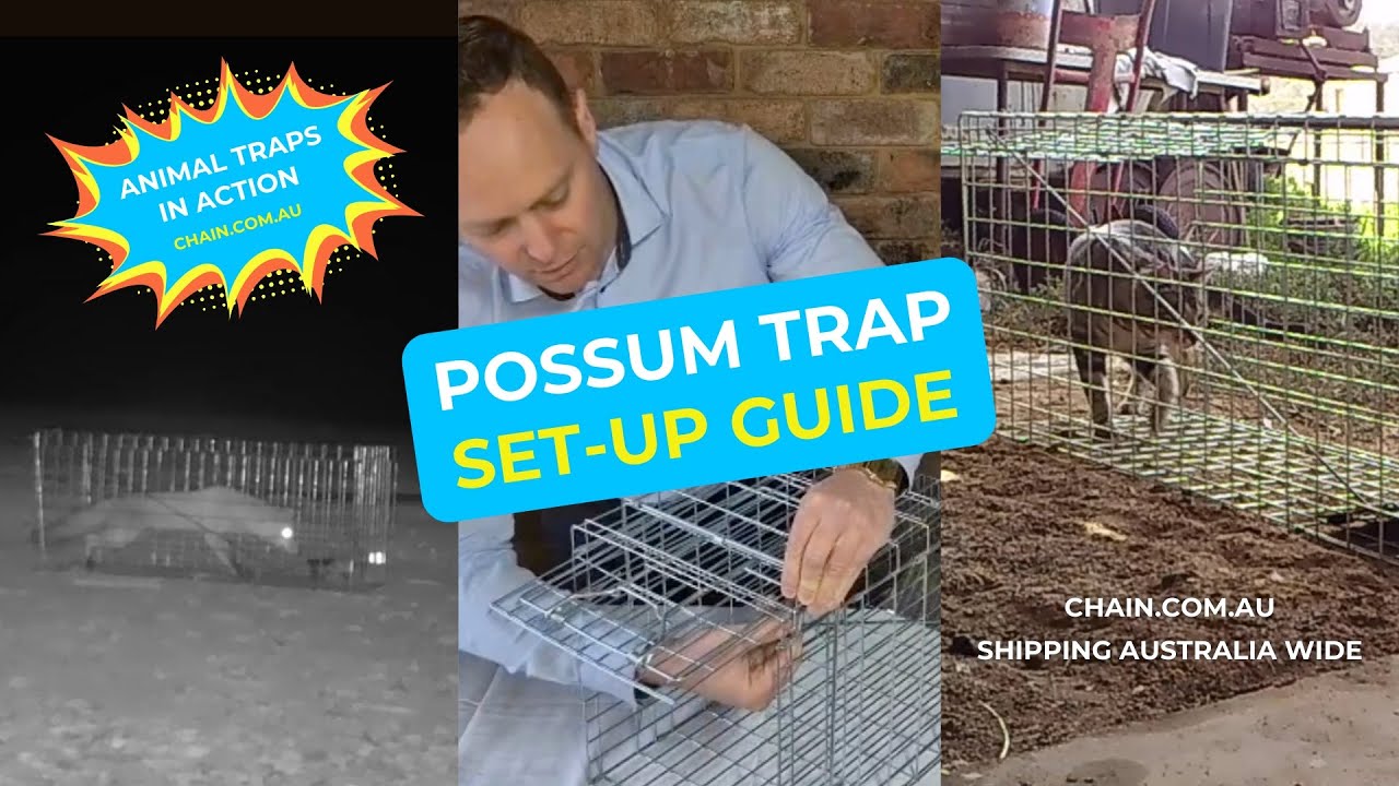 Set Up Possum Trap - How To