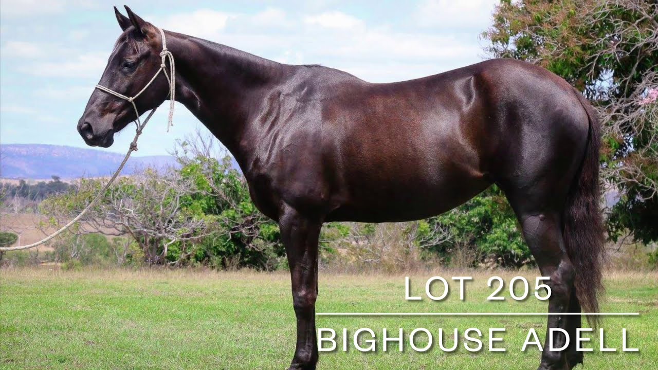 BIGHOUSE ADELL - Lot 205 - 2020 Dalby Stock Horse Sale