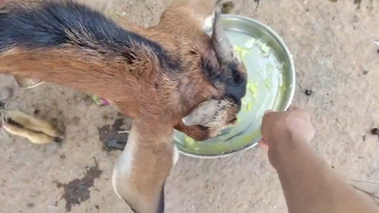 Pahadi Juhi Bhat