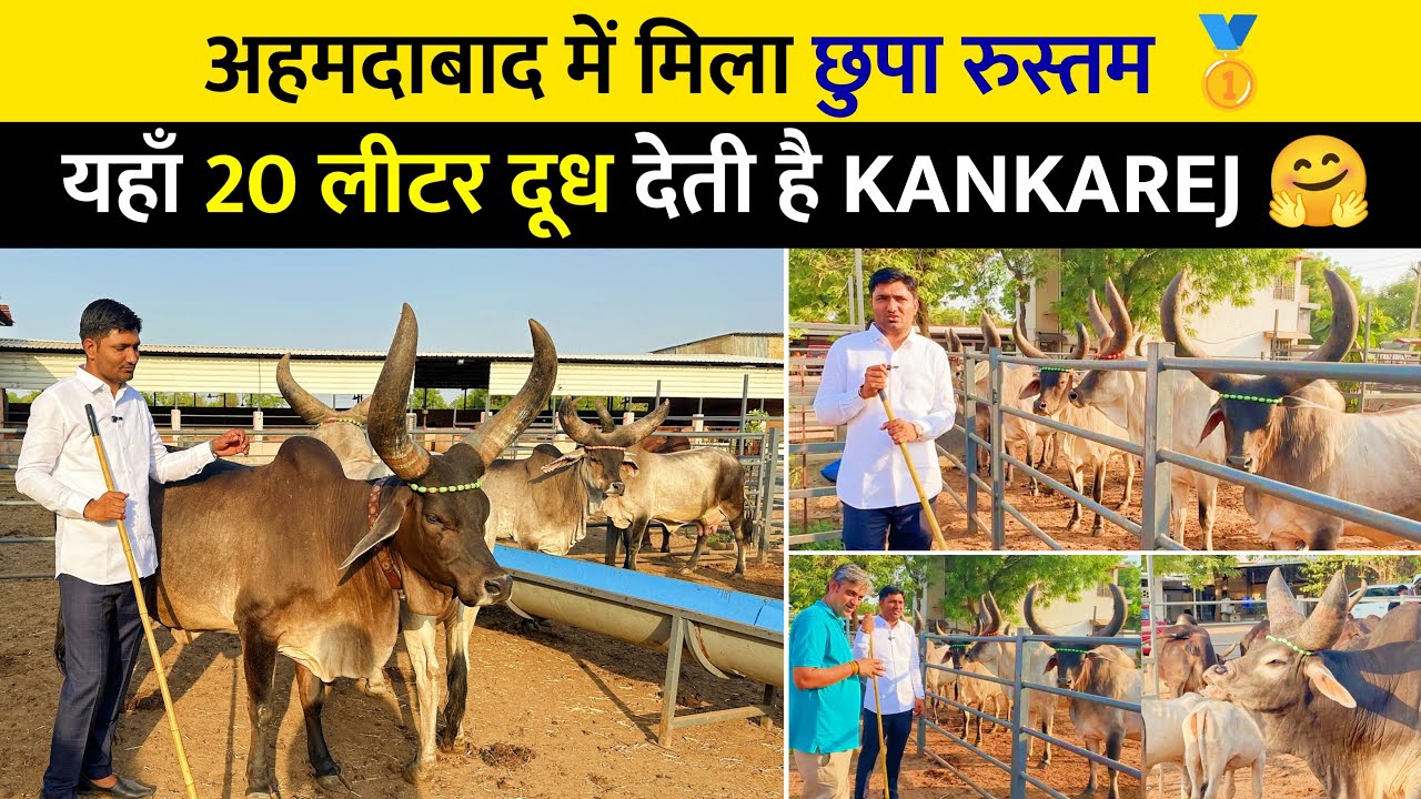 Best KANKREJ Cow herd 👍 || New Bloodline वाला काँकरेज का Bull 🙏 जोगमाया गौशाला EP-2