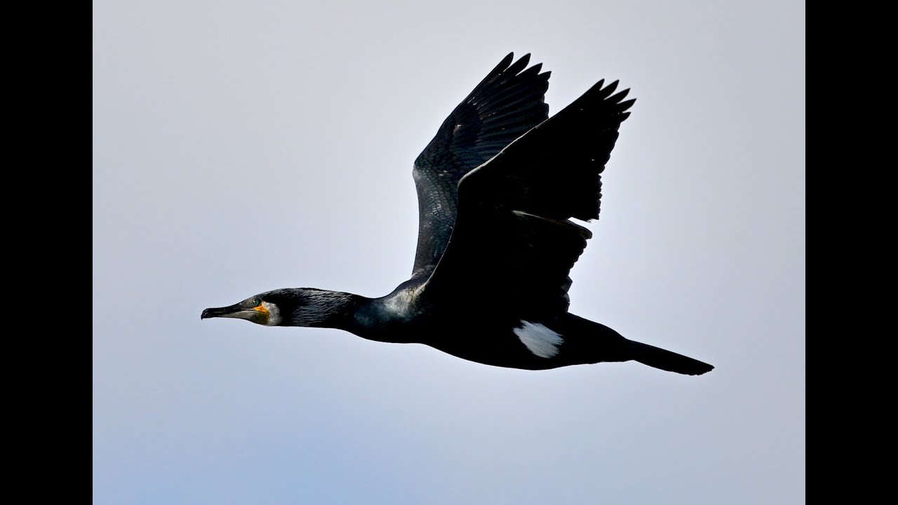 re-edited long distance footage of mostly cormorants around my local area with nice music.. #birds
