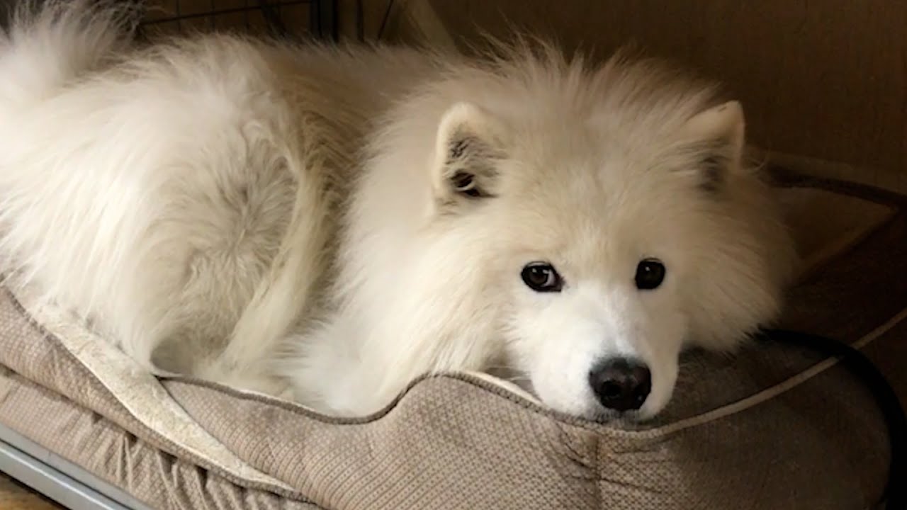 The 13 Most Expensive Dog Breeds