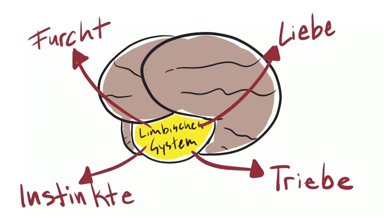 Limbisches System einfach erklärt - Das Limbische Denken nutzen lernen