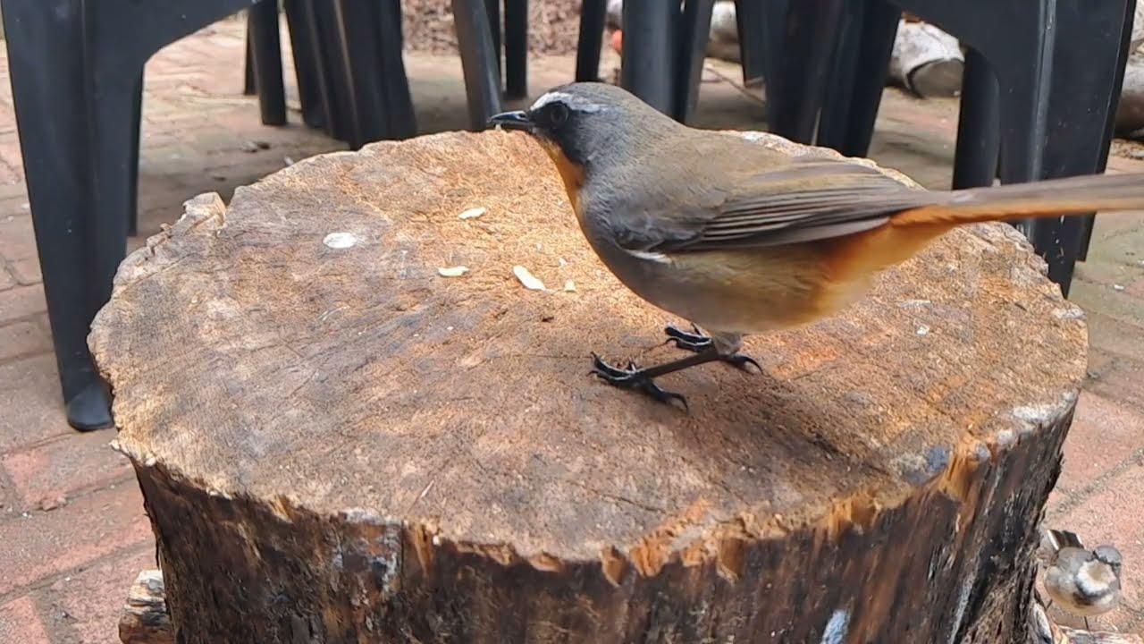 AMAZING Slow Motion - South African birds pt 2