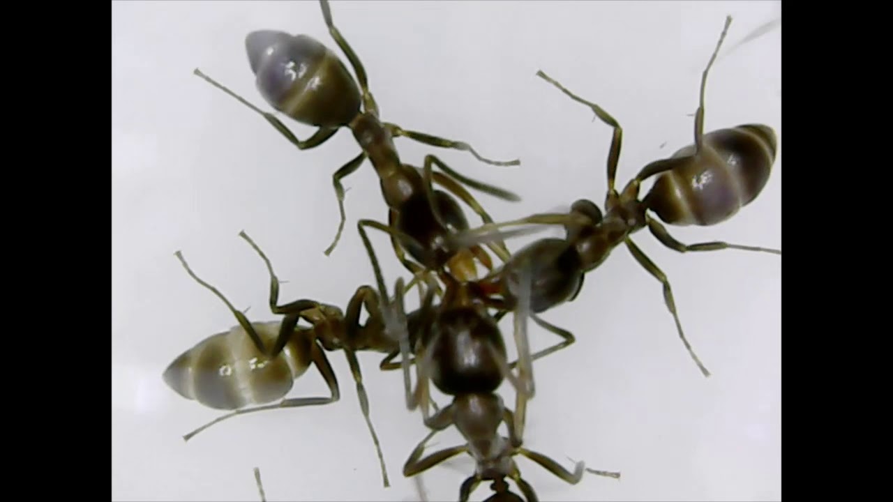 Argentine Ant Colony 6 (The big feed)