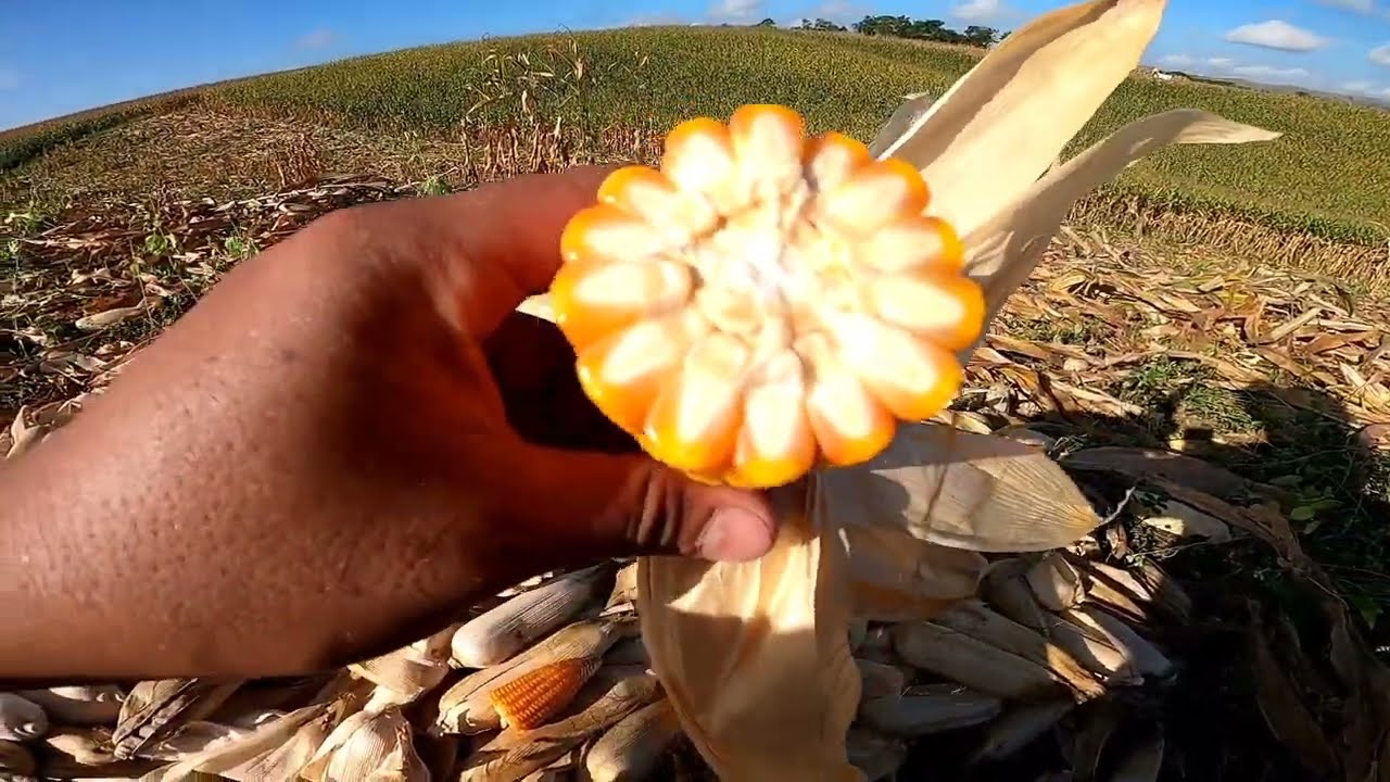 Nag pa Harvest tayo ng mais CW1777 