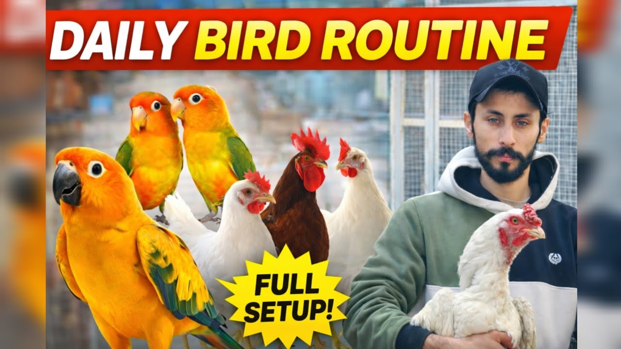 My Daily Bird Care Routine 🦜 | Parrots, Aseel & Hens Complete Setup | FN Loft