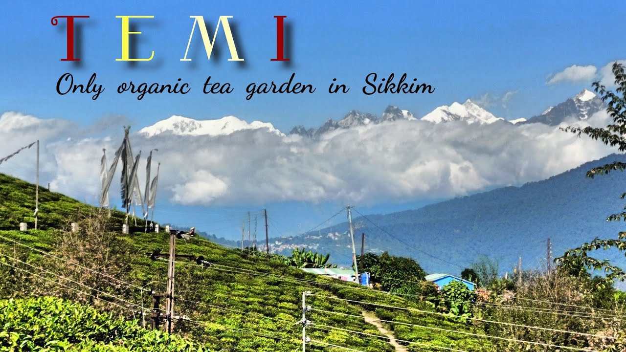 Temi Tea Garden South Sikkim || Temi Homestay & Sightseeing • Vlog 22