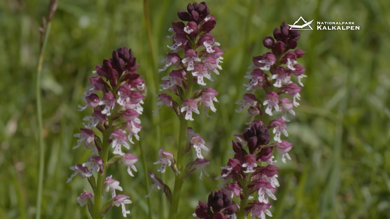 Blütenzauber  - geführte Nationalpark Kalkalpen Tour