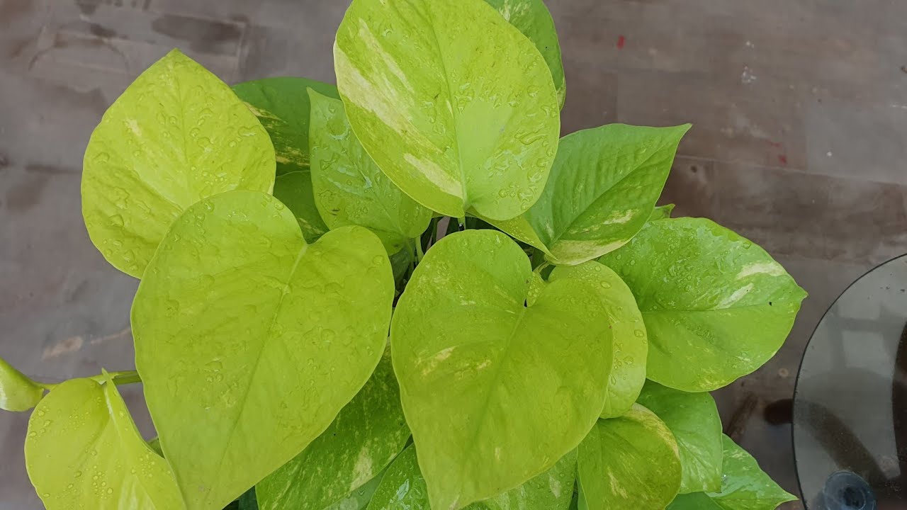Neon Pothos-How to keep leaves Neon & get the leaves bigger & plant bushier