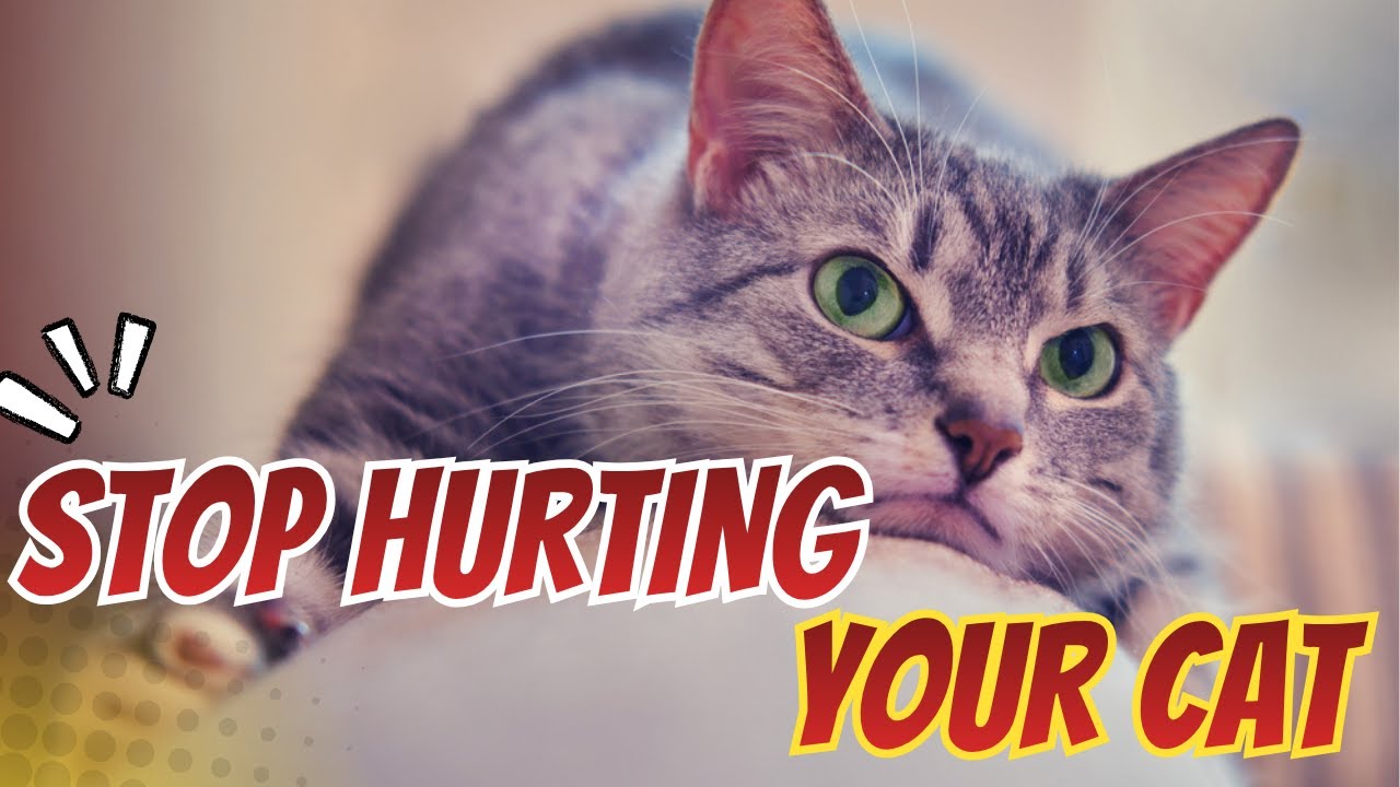 Are You Guilty of These 8 Ways You Might Be Hurting Your Cat’s Feelings
