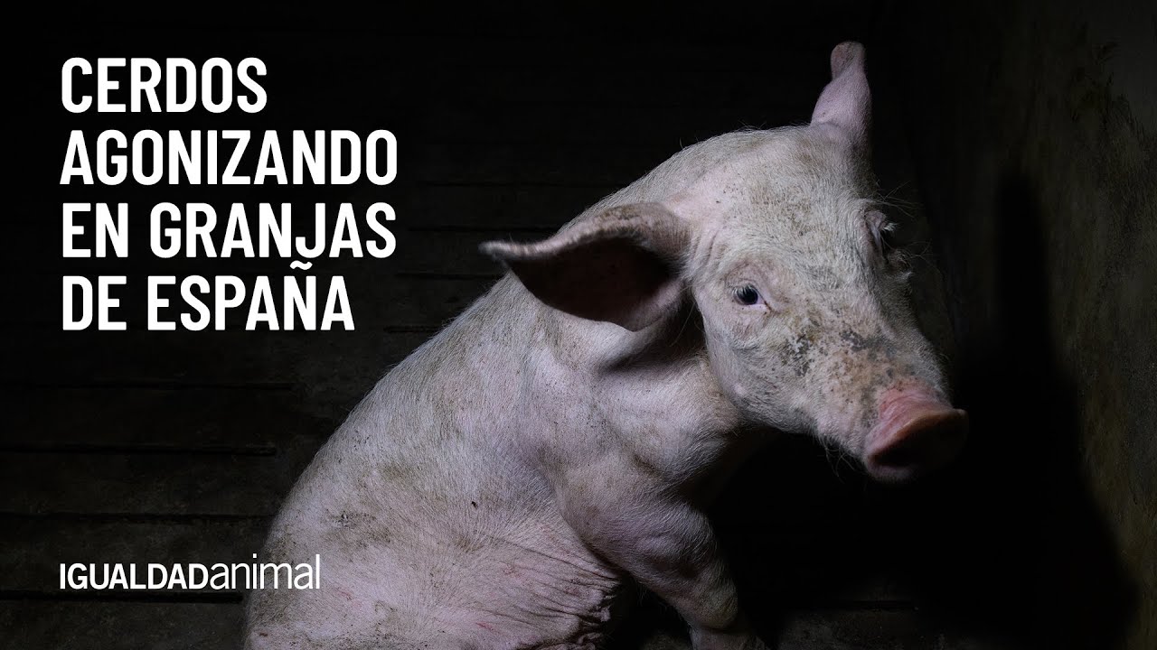 Cerdos agonizando en granjas de Espa&ntilde;a| Nuevos casos de maltrato animal en granjas de Arag&oacute;n